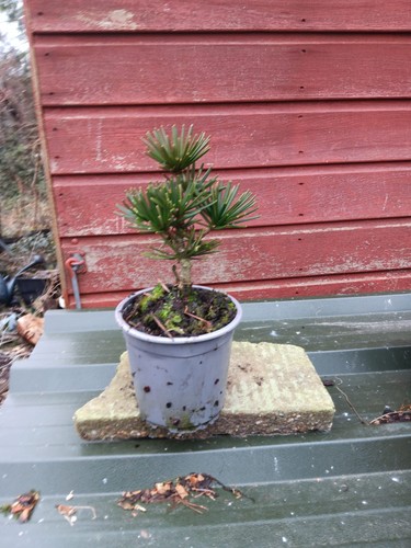 Sciadopitys verticillata green - sciadopitys,