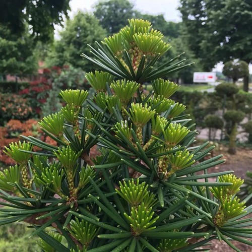 Sciadopitys verticillata