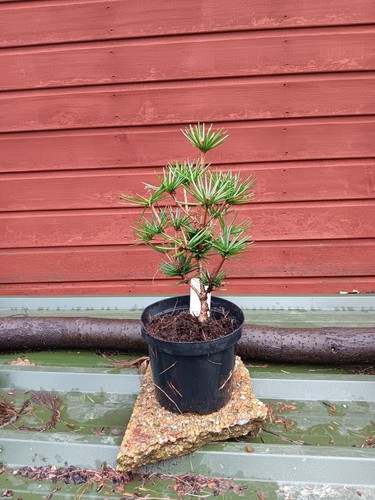 Sciadopitys verticillata green - sciadopitys,